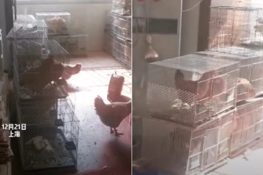 σπίτι κοτέτσι