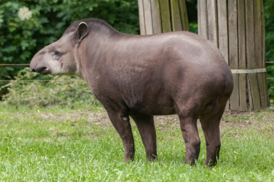 ταπίρ θηλαστικό Νότια Αμερική