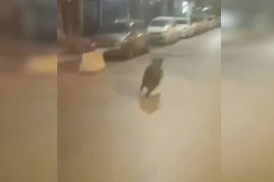 αγριογούρουνο