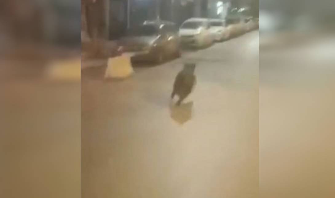 αγριογούρουνο