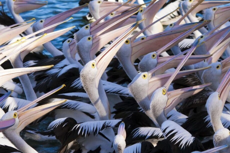 αργυροπελεκάνοι