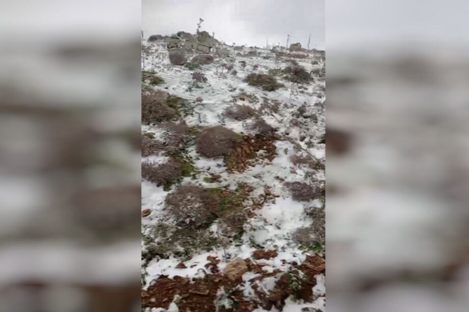 Αχεντριάς Coral