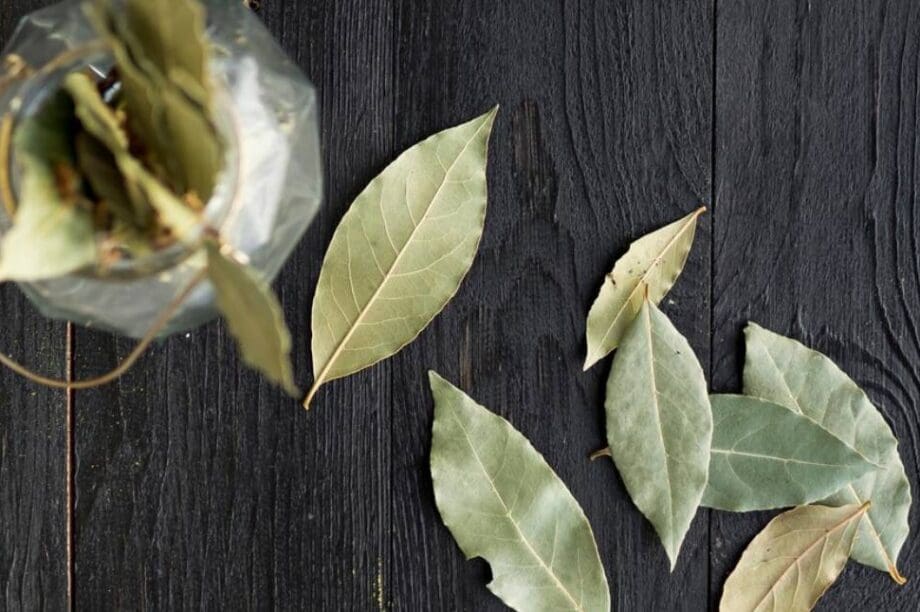 ΦΥΛΛΑ ΔΑΦΝΗΣ ΔΑΦΝΟΦΥΛΛΑ