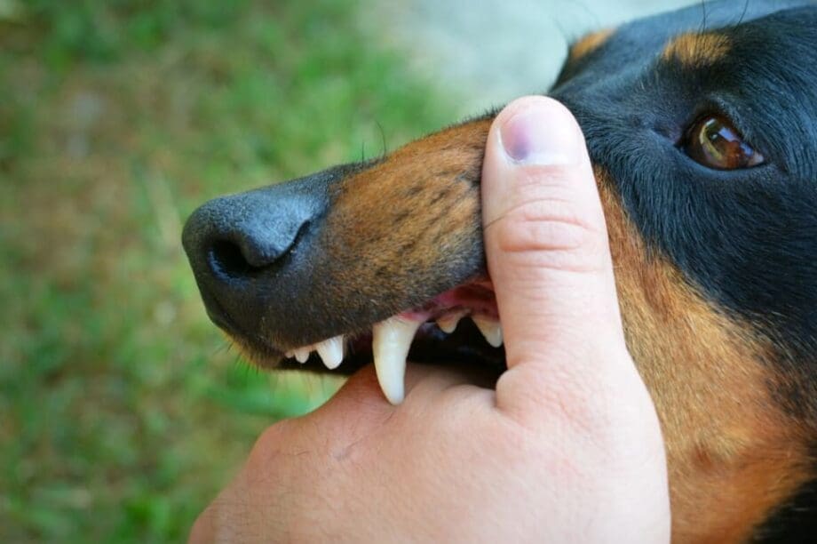 ΣΚΥΛΟΣ ΔΟΝΤΙΑ