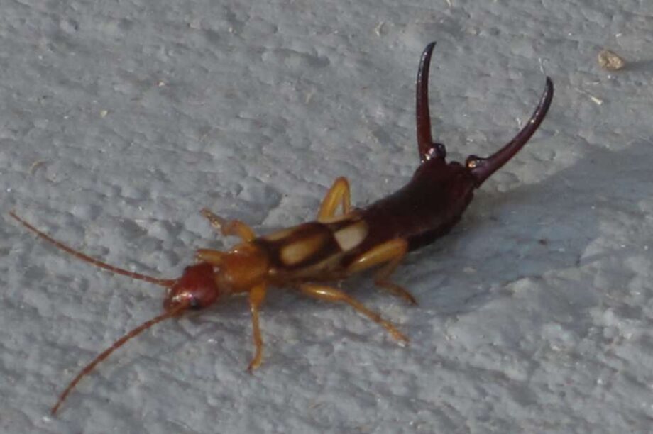 έντομο earwig