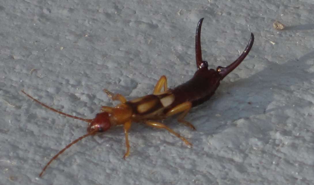έντομο earwig