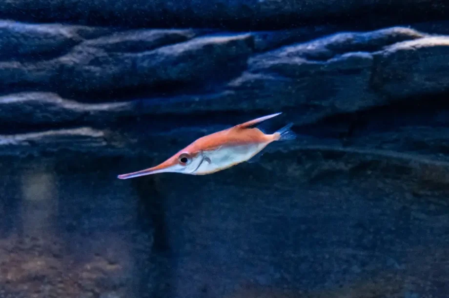 Ενυδρείο Κρήτης μπεκατσόψαρα