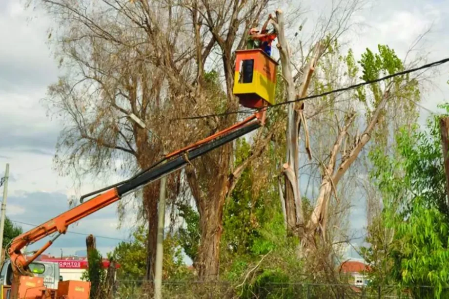 εργασίες κλαδέματος κλάδεμα δέντρα