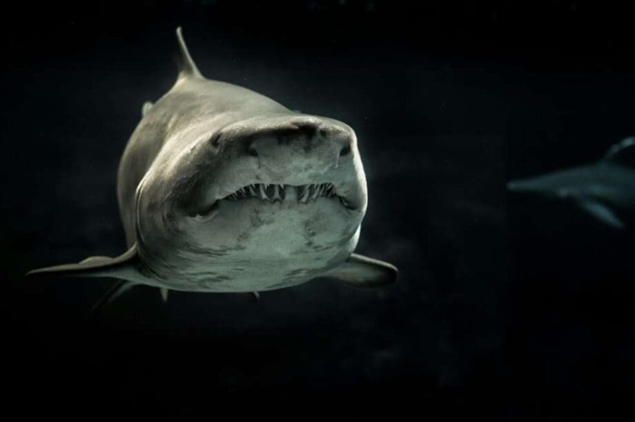 λευκός καρχαρίας - κάμερα