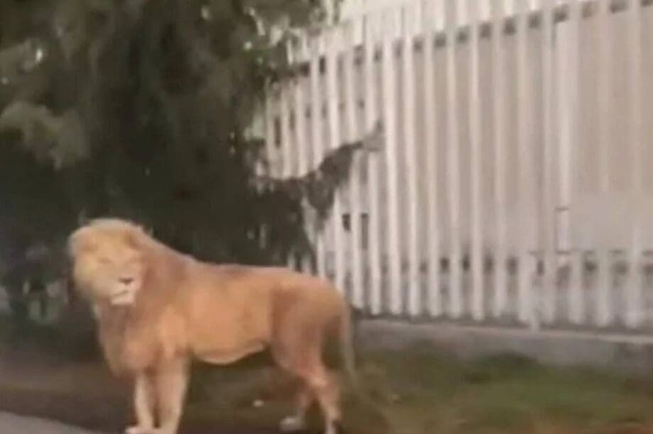 Λιοντάρι - Μεξικό