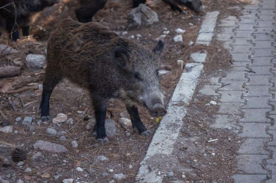 Αγριογούρουνα