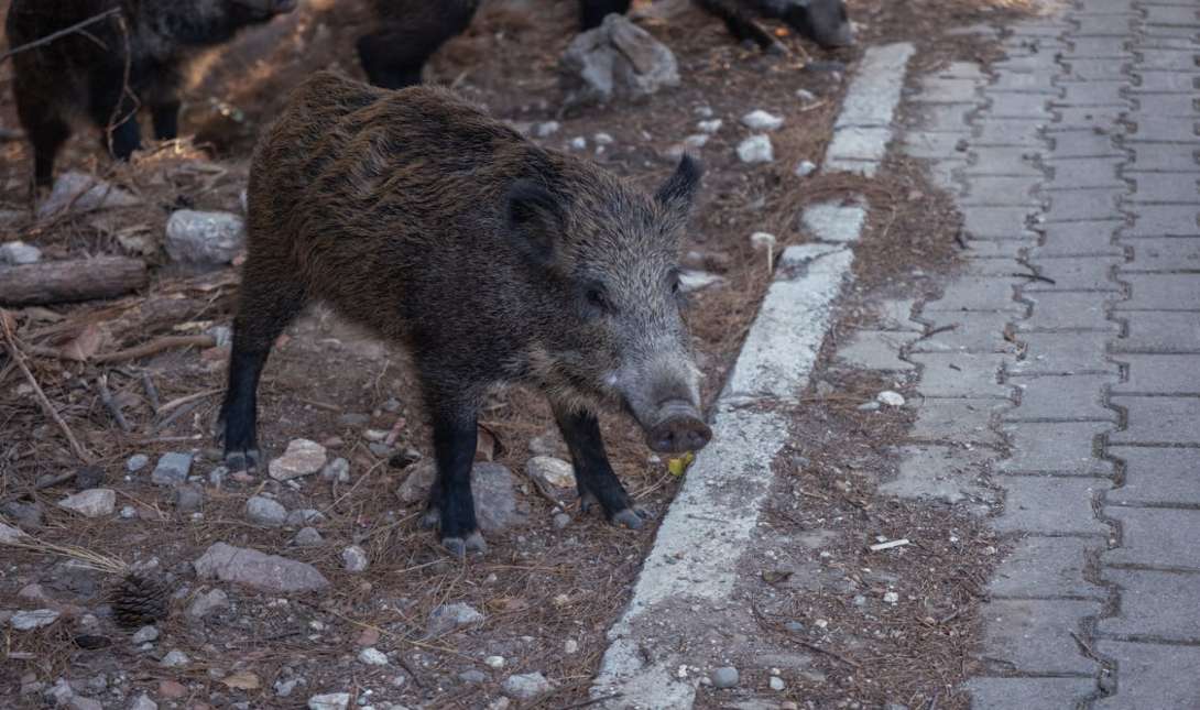 Αγριογούρουνα
