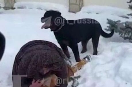 Ροτβάιλερ