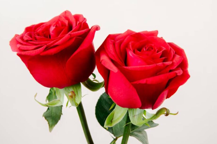 ΤΡΙΑΝΤΑΦΥΛΛΑ