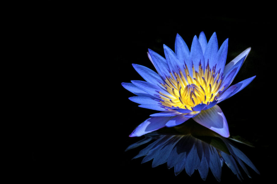 Αρχαία Αίγυπτος: Ο μύθος για τον ψυχεδελικό μπλε λωτός