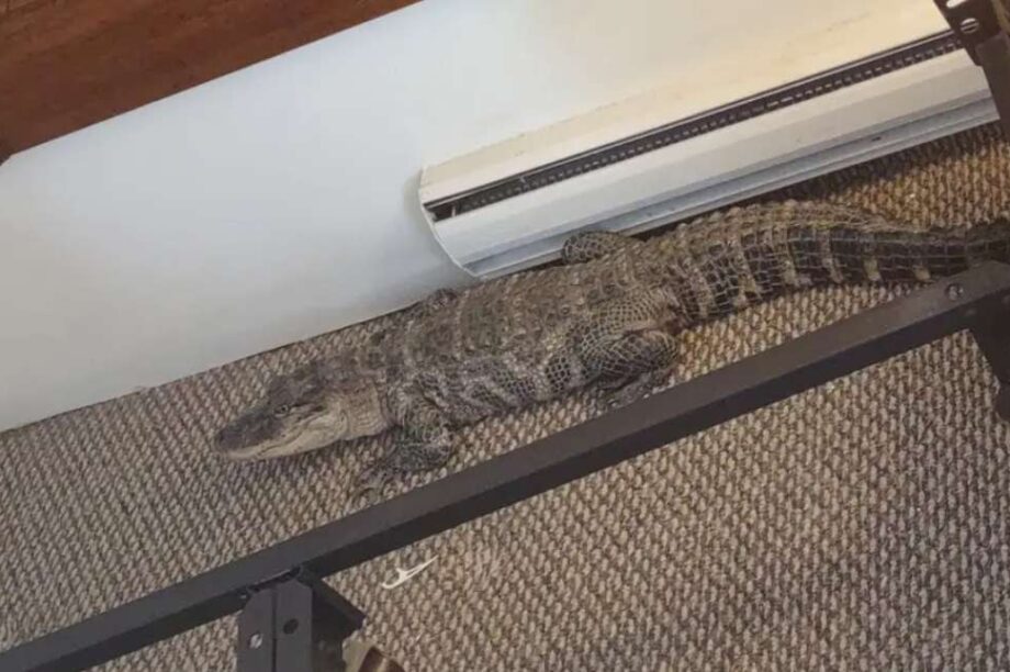 αλιγάτορας