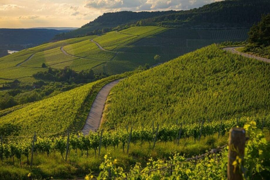 κομισιόν αμπέλι κρασί οίνος