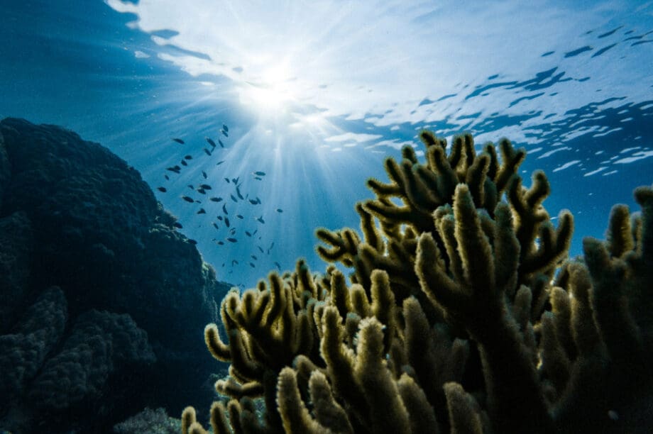 Αυτό είναι το μεγαλύτερο ζωντανό ον στον ωκεανό, ηλικίας 300 ετών