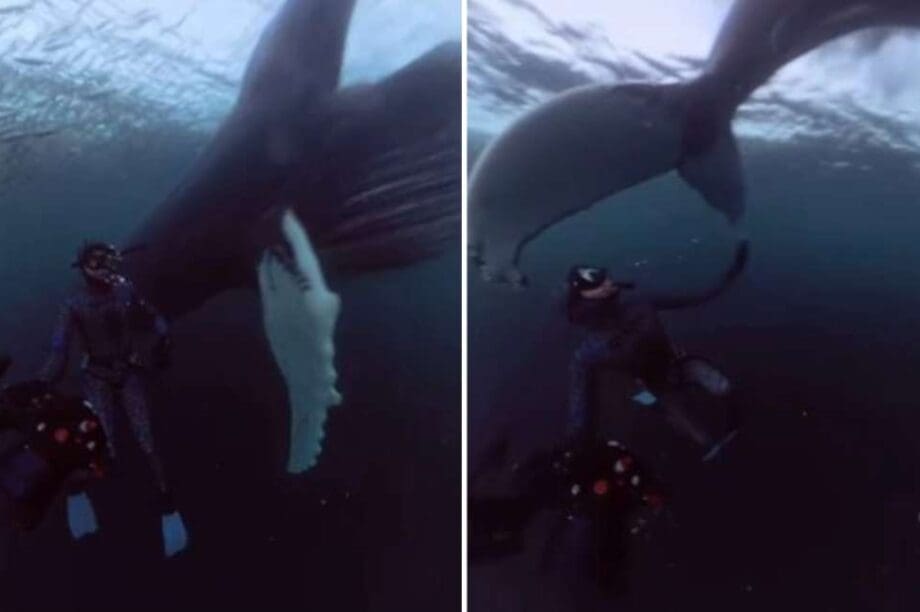 δύτης Νορβηγία