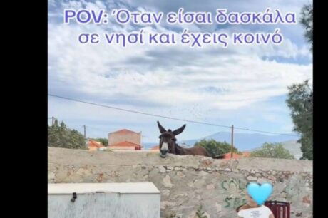Γάιδαρος