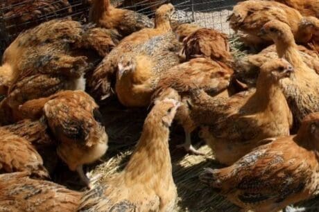 Νέο κρούσμα της γρίπης των πτηνών