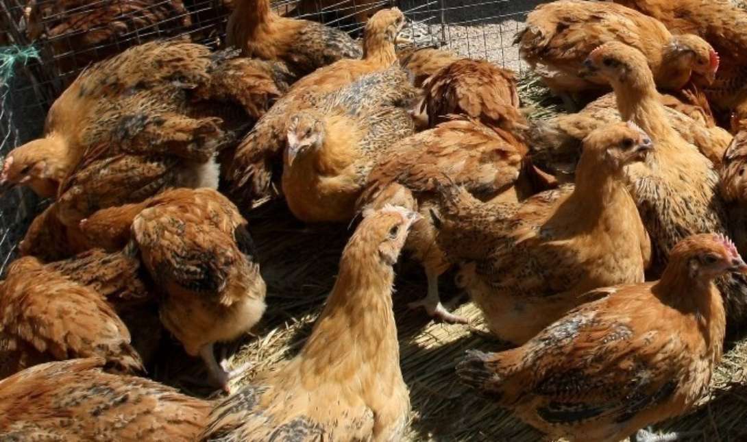 Νέο κρούσμα της γρίπης των πτηνών