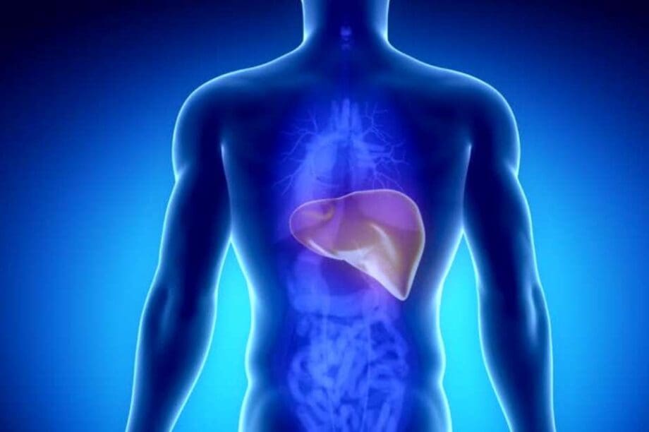 ήπαρ όργανο