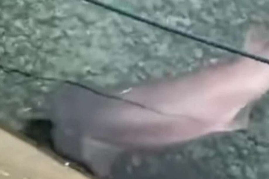 καρχαρίας Μύκονος