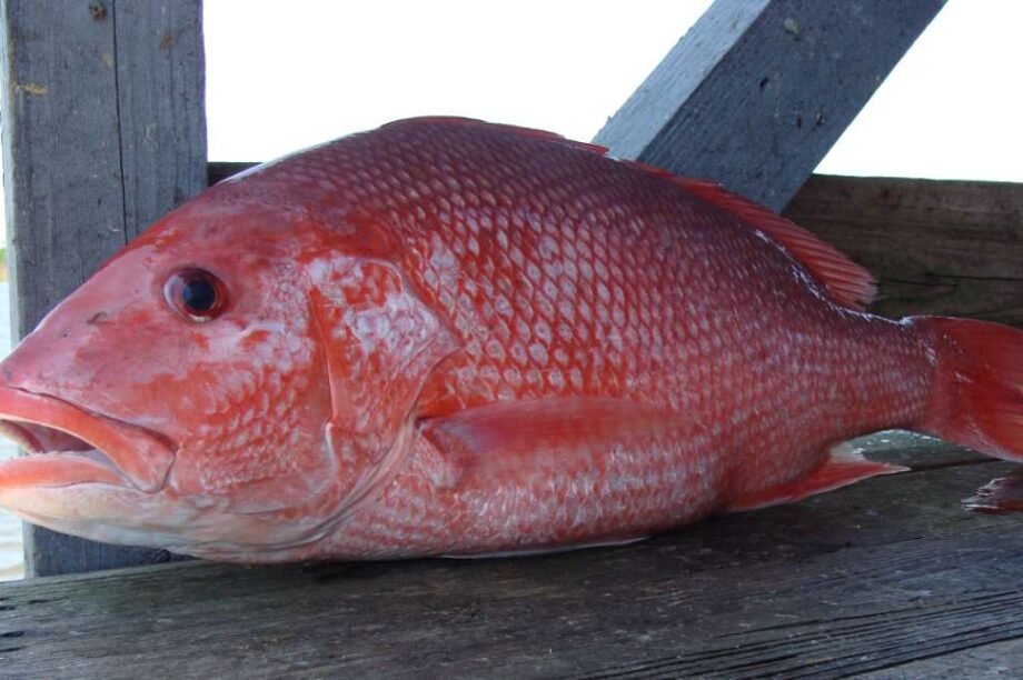 κοκκινόψαρο