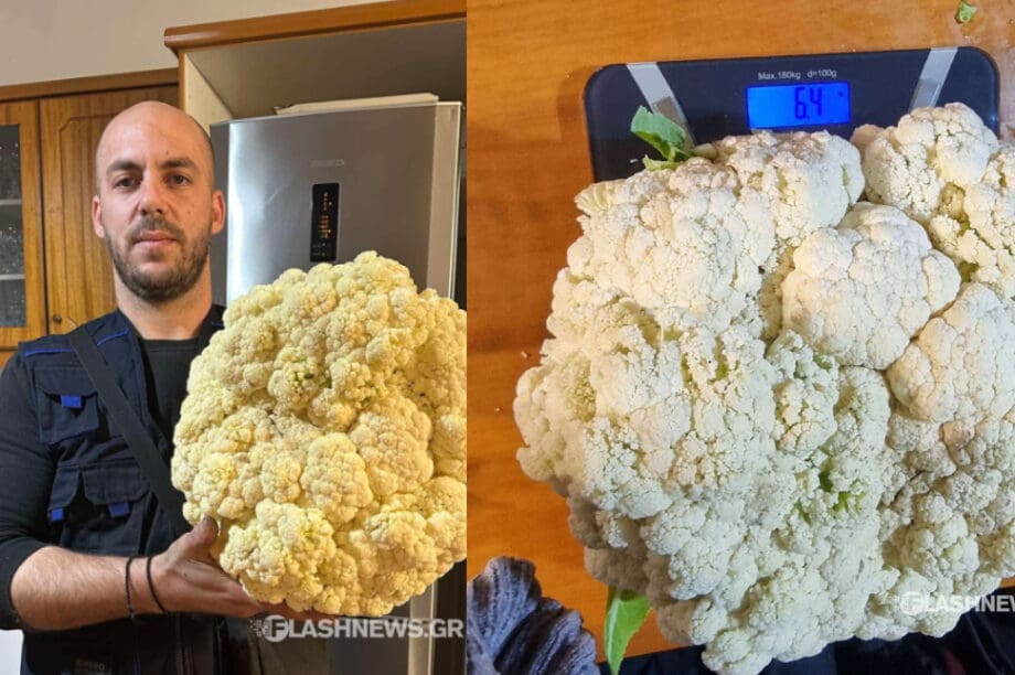 Κουνουπίδι