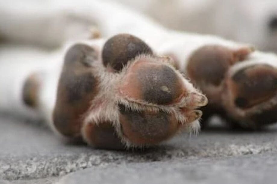 σκυλος ποδια