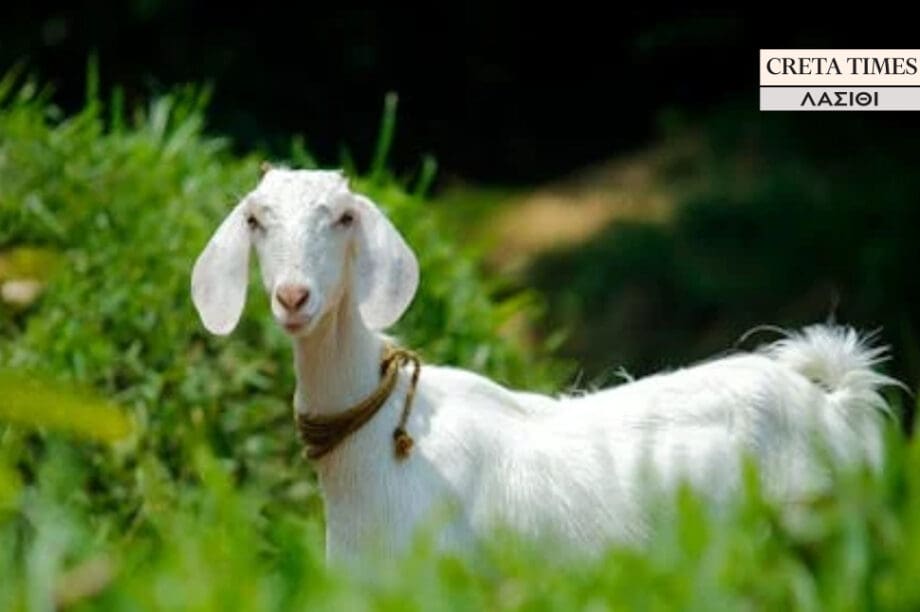 κατσίκα Λασίθι