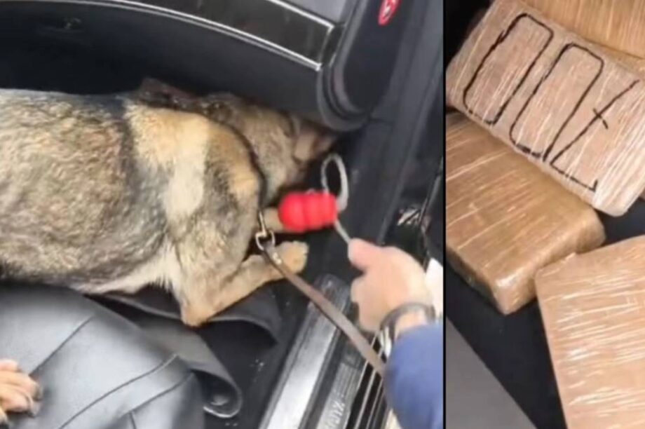 Roxy αστυνομικός σκύλος