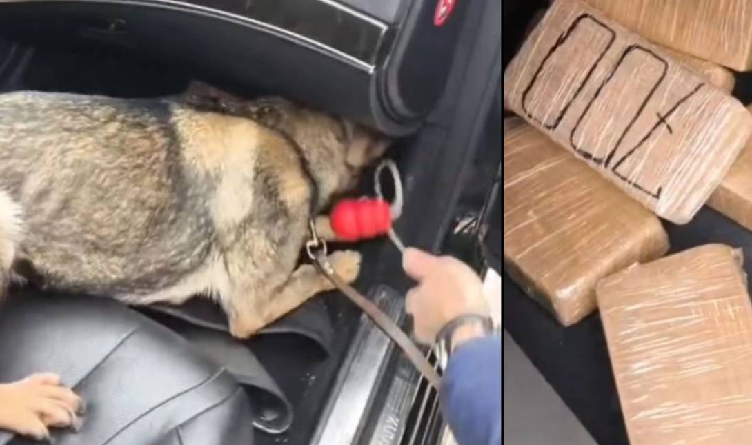 Roxy αστυνομικός σκύλος