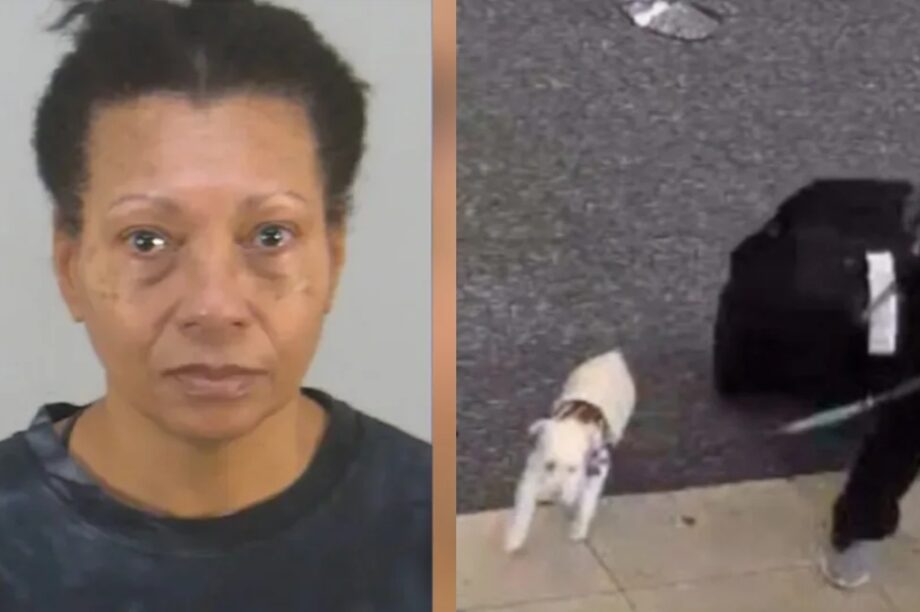 σκυλί αεροδρόμιο