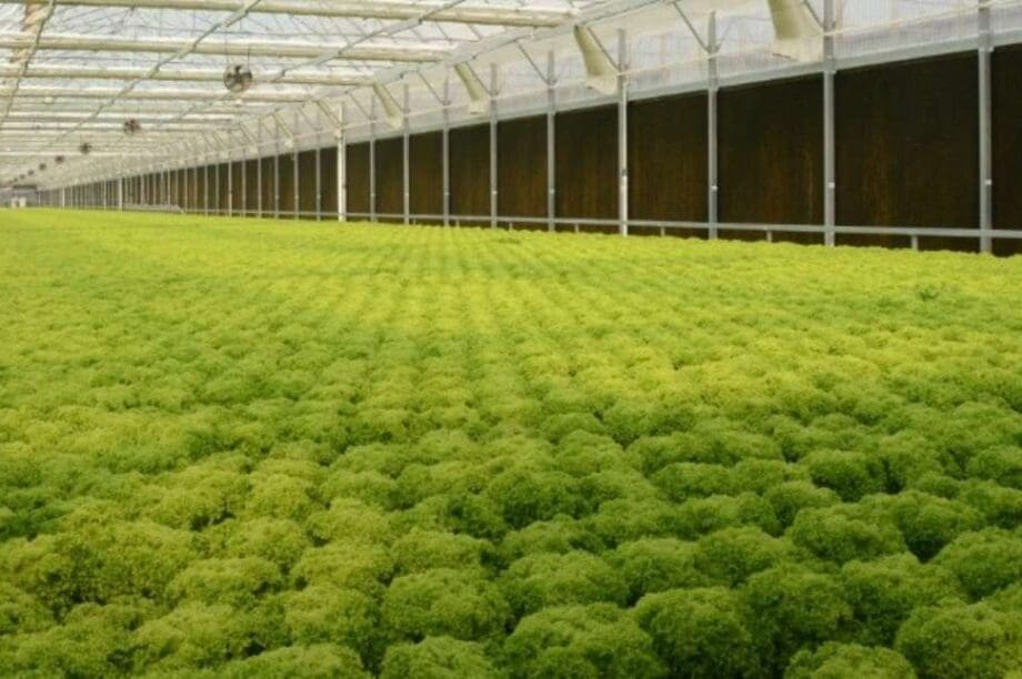 θερμοκηπιακές καλλιέργειες 150