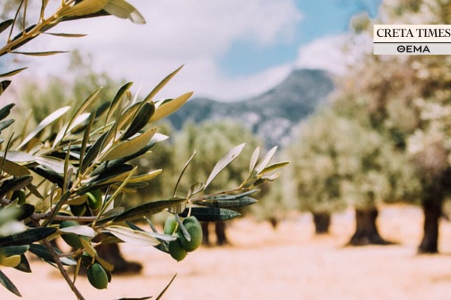 ελιές ελαιόλαδο ελαιοπαραγωγή
