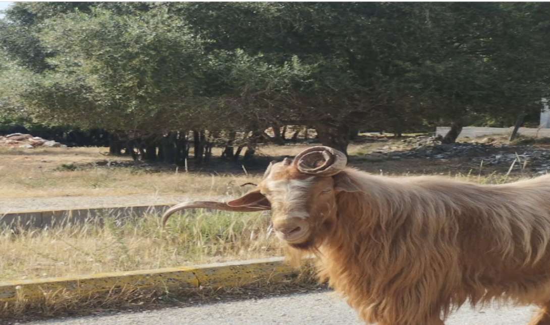 Ουλόκερος