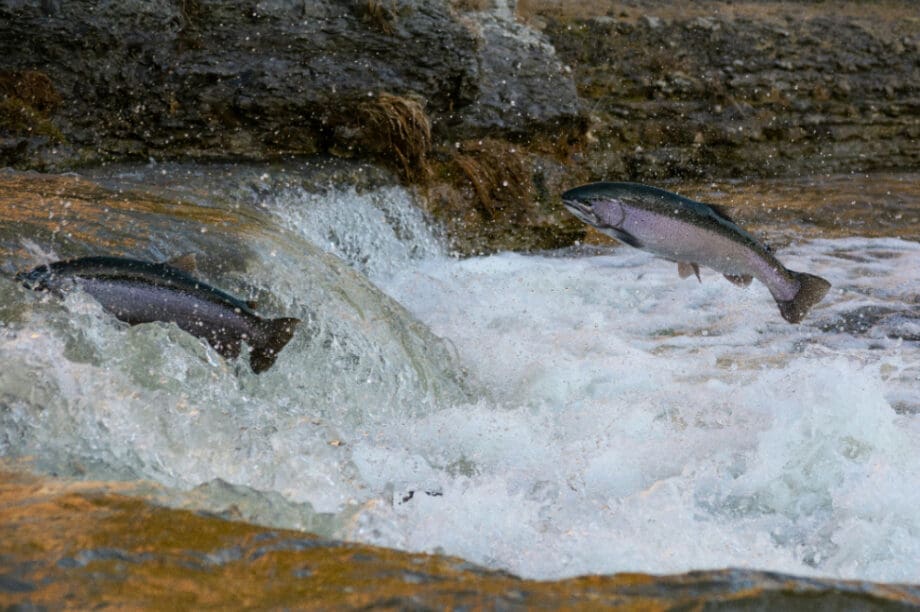 Ποιο είναι το δηλητηριώδες ψάρι με 70 παράσιτα και το τρώμε όλοι