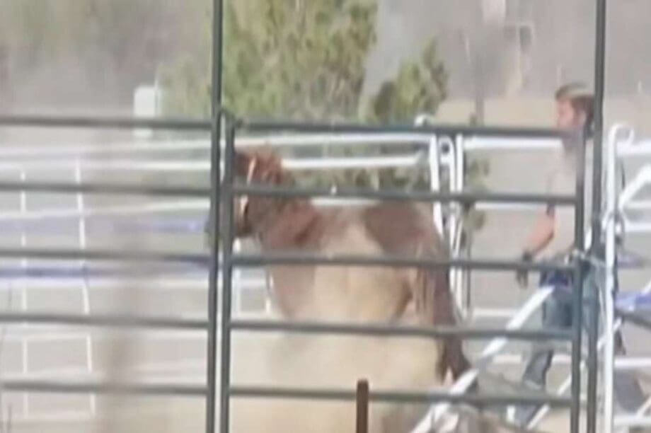 Νεκρός στη λίμνη Μιντ βρέθηκε κτηνίατρος