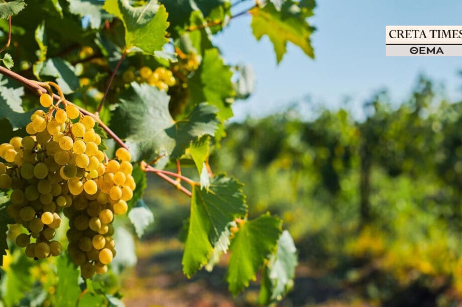 Αμπέλι Θέμα