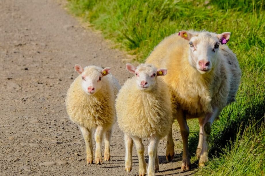 ΑΡΝΙΑ ΑΜΝΟΕΡΙΦΙΑ