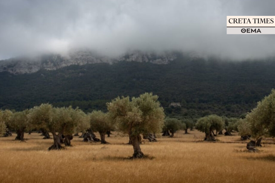 αγροτες ελιές