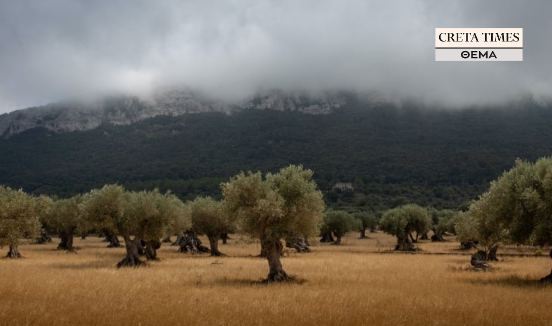 αγροτες ελιές