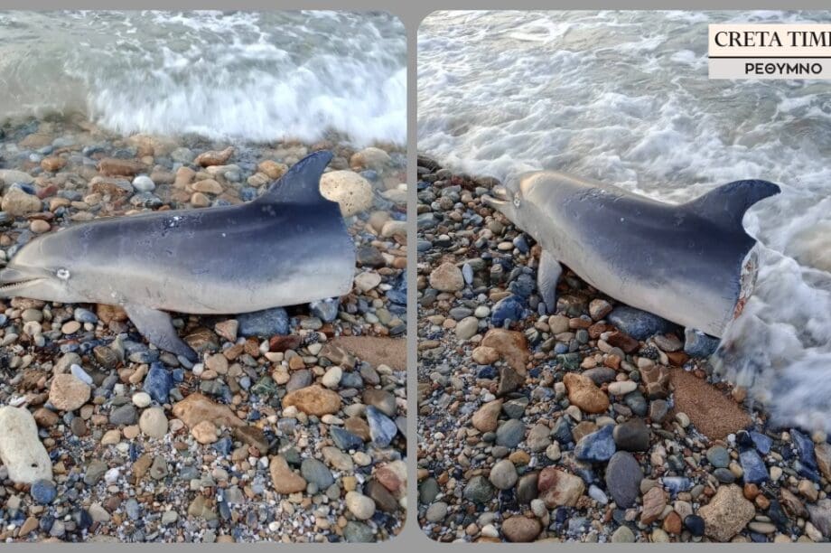 δελφίνι Ρέθυμνο