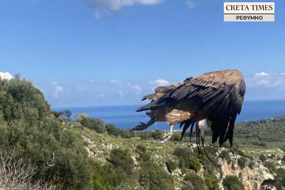 Γύπες, απελευθέρωση Πασανό φαράγγι Ρέθυμνο