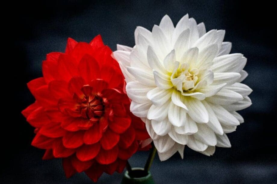 λουλούδια γιορτή άνθη