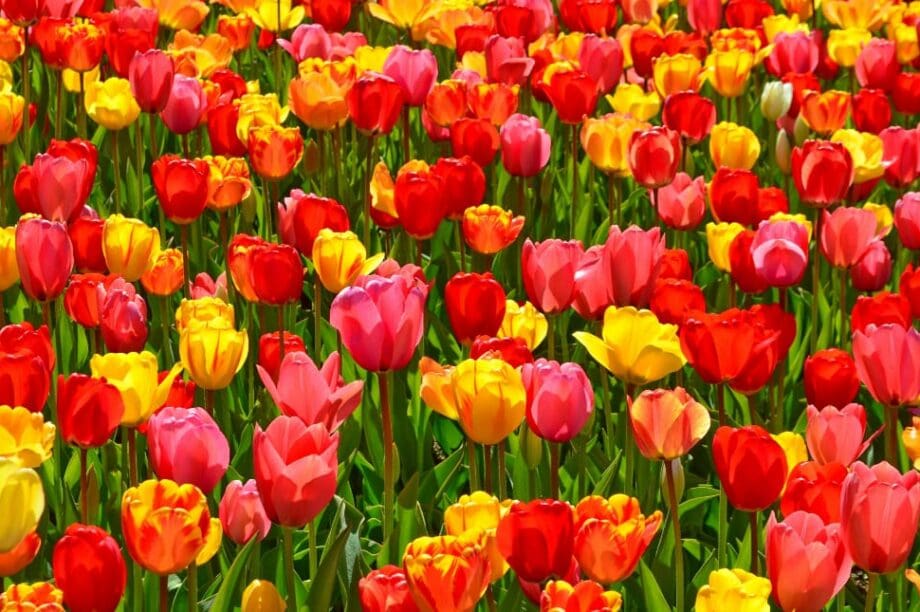 Λουλούδια άνοιξη