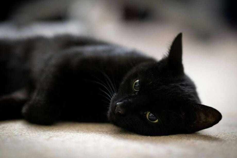 μάυρες γάτες