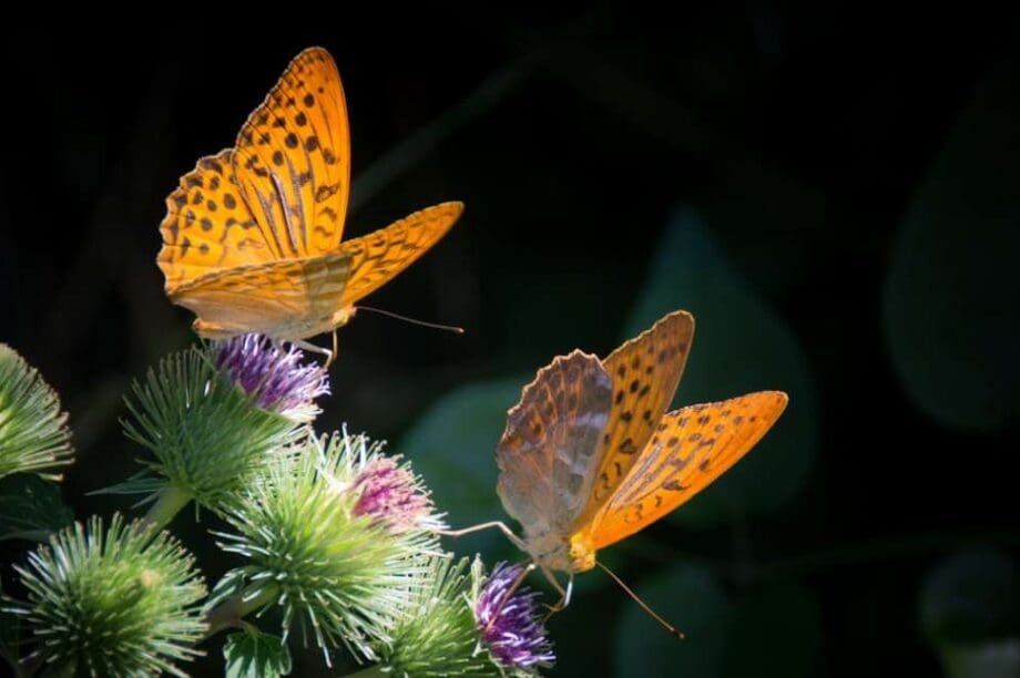 Πεταλούδες
